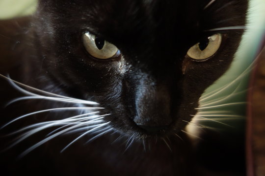 Close up of black cat with green eyes and white whiskers
