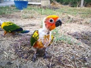 blue and yellow macaw