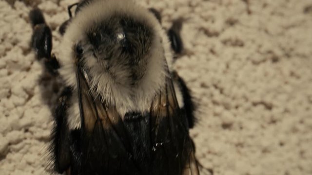 Extreme close-up of a bumblebee resting on a wall.