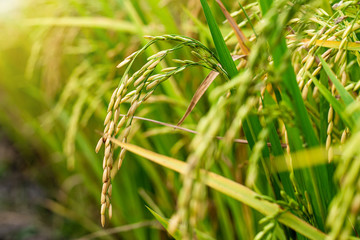 Close up of rice spike in rice field.