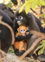 Animals with their babies, Yellow  baby of Leaf Monkeys or Dusky Langur and mother who are living in the forest