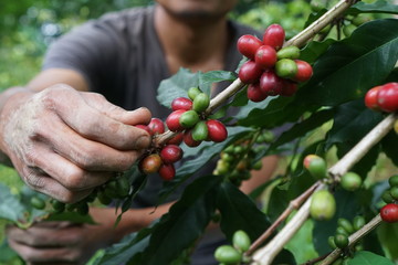 A man picking coffee fruits