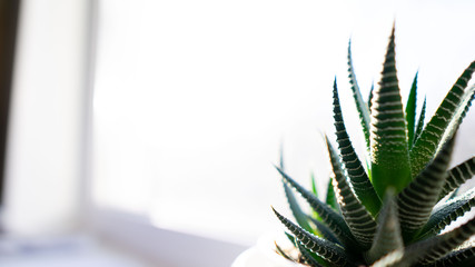 succulent on the window. flower insulator, white background