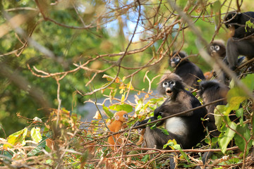 Animals with their babies, Yellow  baby of Leaf Monkeys or Dusky Langur and mother who are living in the forest