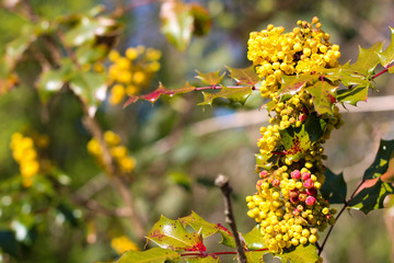 Yellow Spring Berries and Flowers