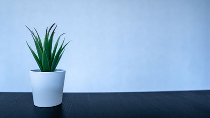 small flower stands on a black table, white background