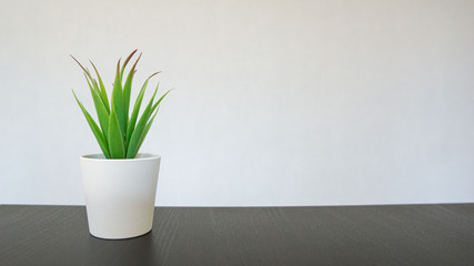green plant in a vase. small flower stands on a black table, white background