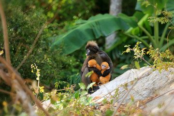 Yellow twins baby of Leaf Monkeys or Dusky Langur and mother who are living in the forest, Animals with their babies
