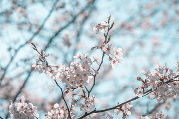 Cherry blossom in the blue sky