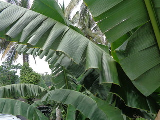 Banana leaves with natural background