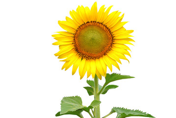 Obraz premium Beautiful sunflower isolated on white background.