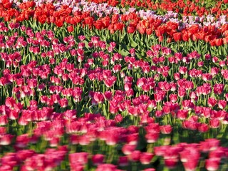 Agriculture - Colorful blooming tulip field in Grevenbroich