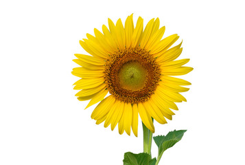 Beautiful sunflower isolated on white background.