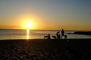 Fototapeta na wymiar People and dogs on a beach
