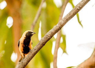 Pássaro nana Floresta da Chapada Diamantina - Bahia - Brasil.