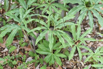 Cobra lily Urashima (Arisaema urashima) / Araceae rhizocarp plant