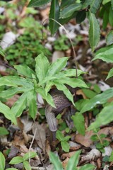 Cobra lily Urashima (Arisaema urashima) / Araceae rhizocarp plant