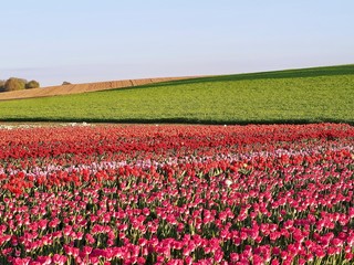 Agriculture - Colorful blooming tulip field in Grevenbroich