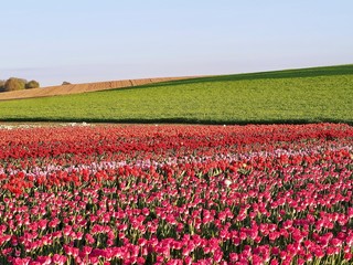 Agriculture - Colorful blooming tulip field in Grevenbroich