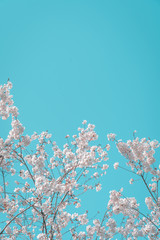 Cherry blossom in the blue sky