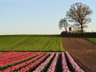 Fototapeta na wymiar Agriculture - Colorful blooming tulip field in Grevenbroich