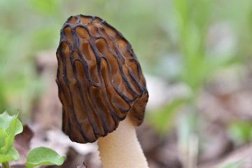 Snakehead morel mushroom growing in the woods
