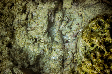 A top angle shot of mantis prawn in crystal clear waters of Neil island