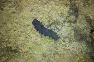 A shot of Sea Cucumber in its natural habitat