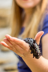 A portrait shot of live sea cucumber held in a woman hand