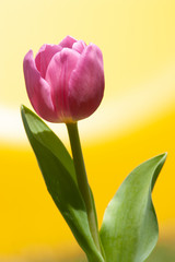 Fototapeta premium Beautiful photograph of a pink tulip flower. It will make a great gift or fine addition to your wall. Perfect for your home, office, restaurant, or hotel.