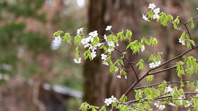 春の若葉　木