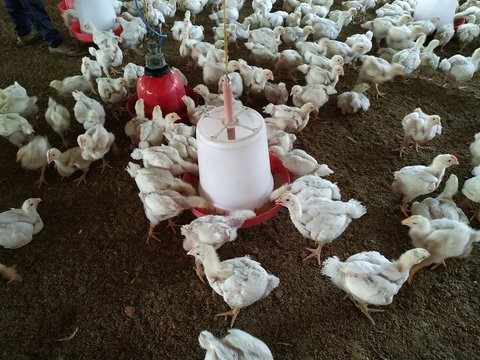 Broiler Chicken Images, Stock Photos.Bihar, India - Powered by Adobe