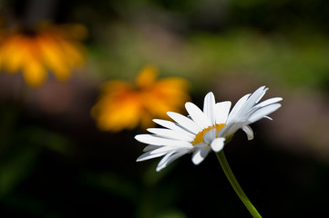 white beauty