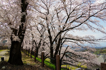 Fototapeta na wymiar 甚六桜公園に咲き誇るソメイヨシノ