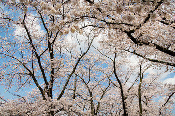 甚六桜公園に咲き誇るソメイヨシノ