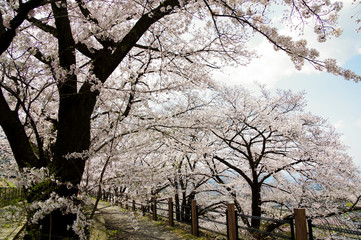 甚六桜公園に咲き誇るソメイヨシノ