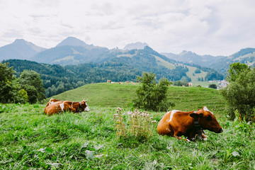 cows graze in the meadow with mountain view