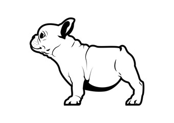 A Cute Chubby Frenchie. French bulldog puppy is standing on the floor inside view.