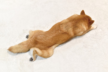 柴犬・伸びる・全身