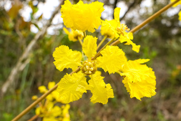 Close up of yellow tree blossoms against natural background, Caraca natural park, Minas Gerais, Brazil