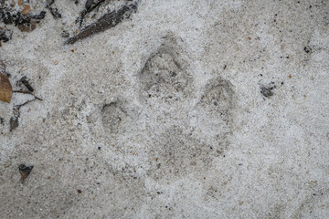 Close up of a Tapir track in sandy riverbed, Caraca Natural Park, Minas Gerais, Brazil
