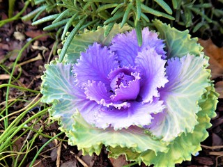 Lilac Cabbage Plant
