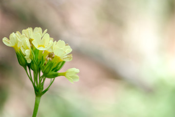  sunny day of primrose