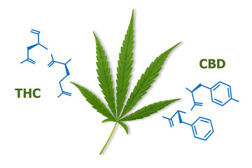 Tetrahydrocannabinol cannabis drug molecule. Chemical formula. Marijuana plant isolated on white...