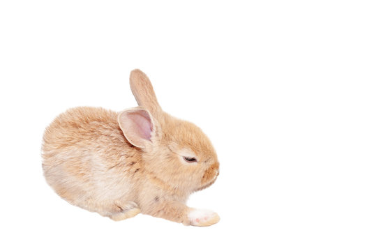Little rabbit. Animal gesture isolated on white background.