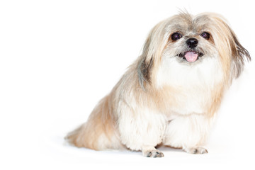 The dog sat and looked back at you. Feather blown. Mixed breed dog isolated on white background. Mixed by Shih Tzu and Pomeranian. Furry dog.