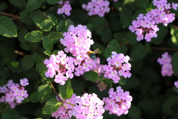Australian Blue Banded Bee hovering at pink flowers
