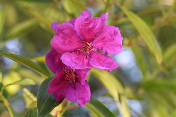 Pink purple flowers