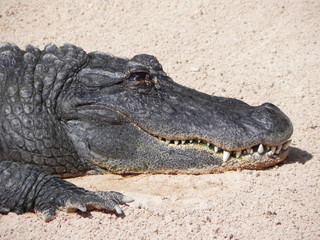 Obraz premium Krokodil