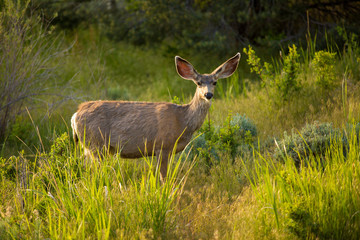Great Basin National Park